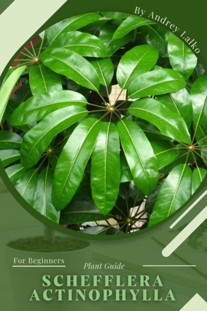 Schefflera actinophylla