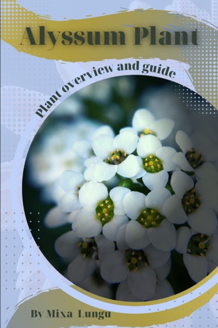Alyssum Plant