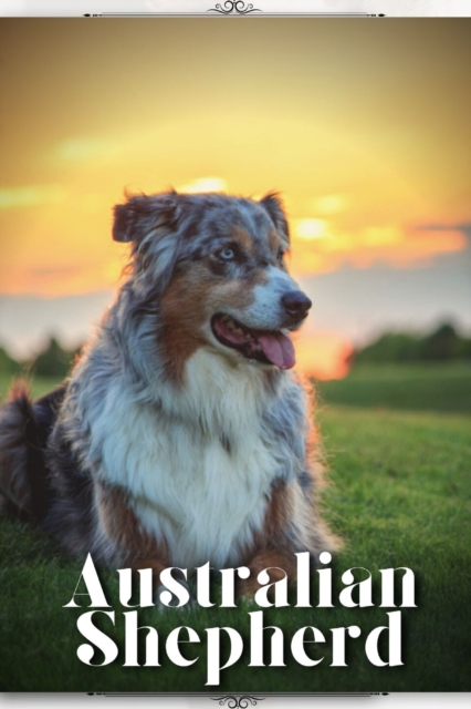 Australian Shepherd