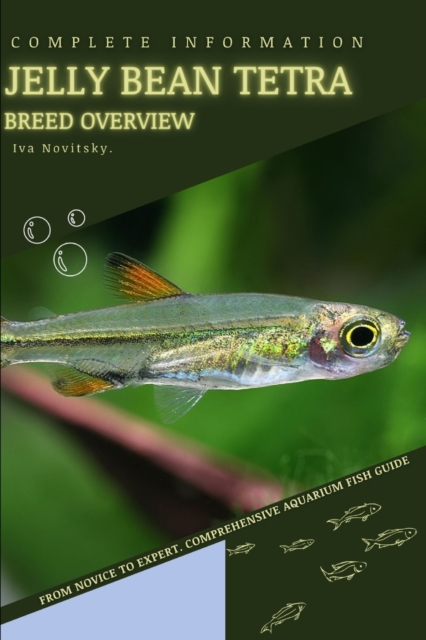 Jelly Bean Tetra