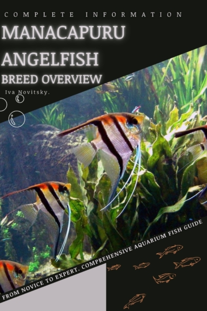 Manacapuru Angelfish