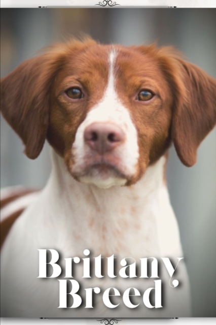 Brittany Breed