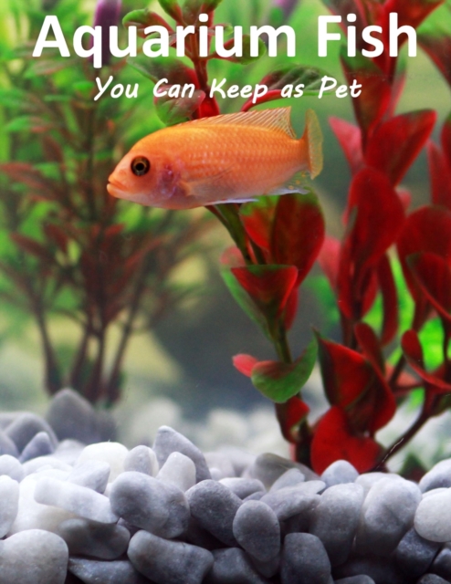 Aquarium Fish You Can Keep As Pets