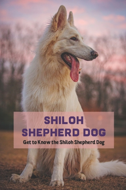 Shiloh Shepherd Dog