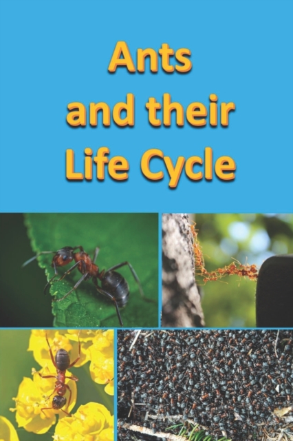 Ants and their Life Cycle