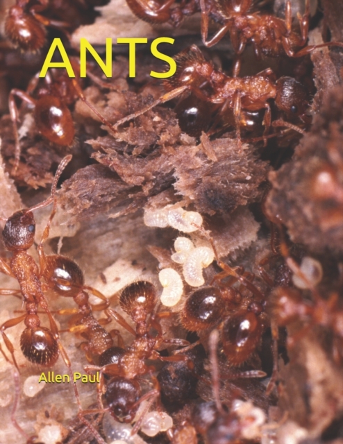Ants