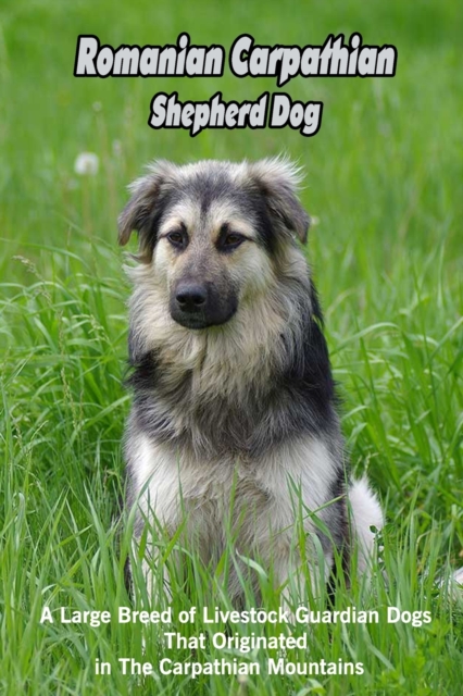 Romanian Carpathian Shepherd Dog