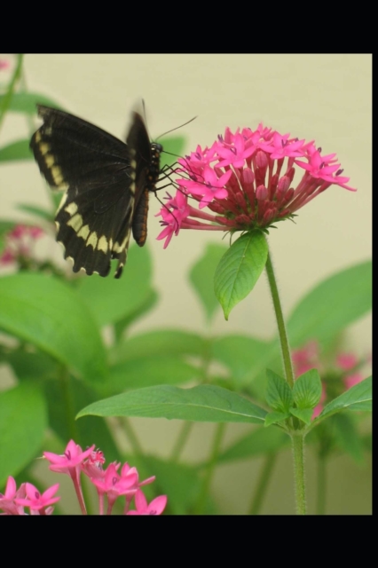 The Amazing Stages of a Butterfly