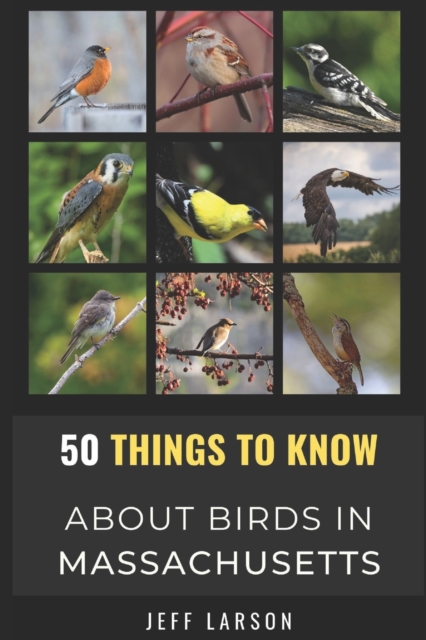 50 Things to Know About Birds in Massachusetts
