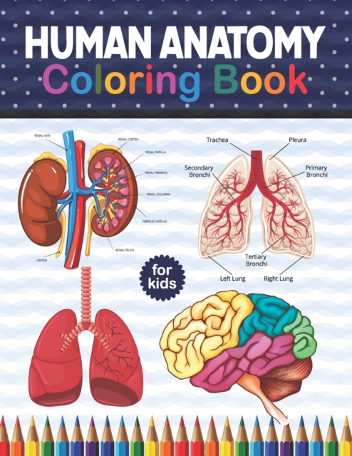 Human Anatomy Coloring Book For Kids