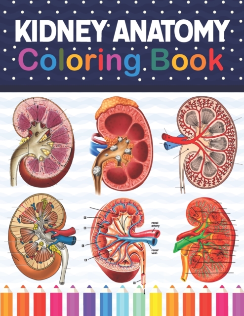 Kidney Anatomy Coloring Book