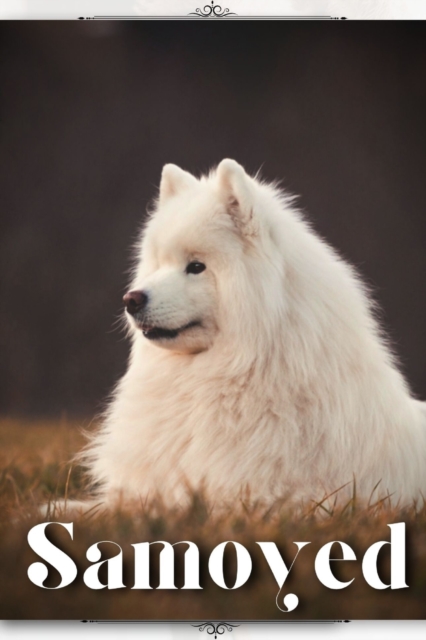 Samoyed