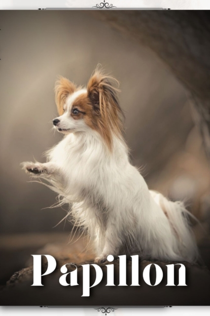 Papillon