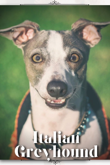 Italian Greyhound