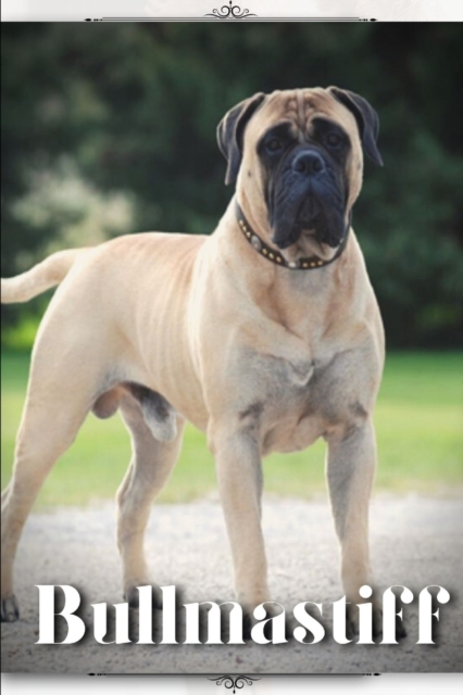 Bullmastiff