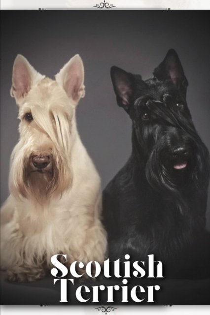 Scottish Terrier