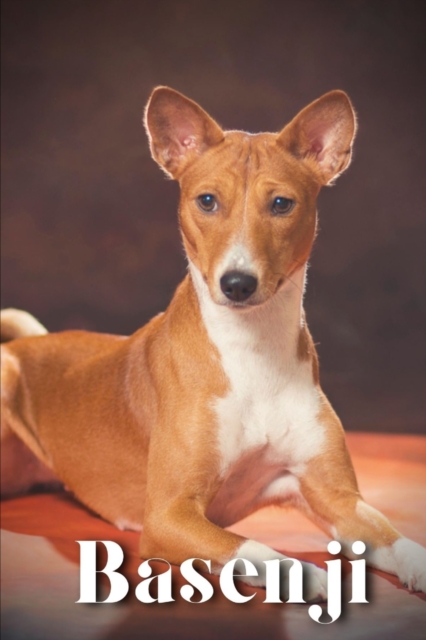 Basenji