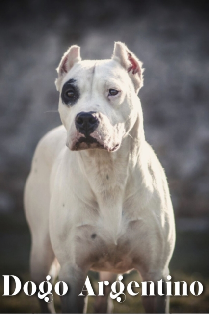 Dogo Argentino