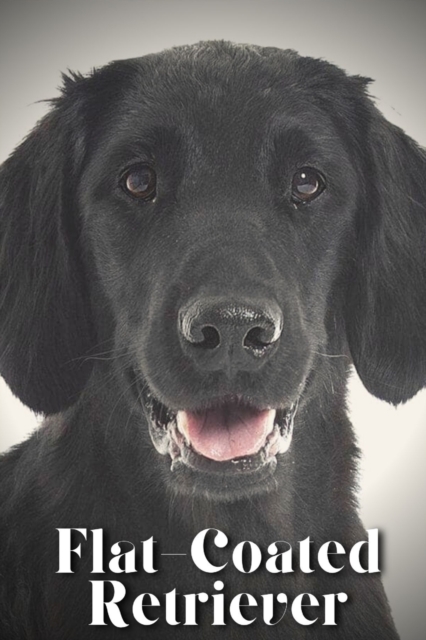 Flat-Coated Retriever