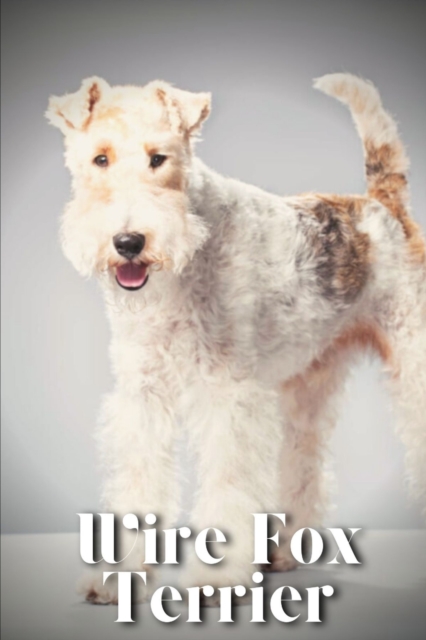 Wire Fox Terrier