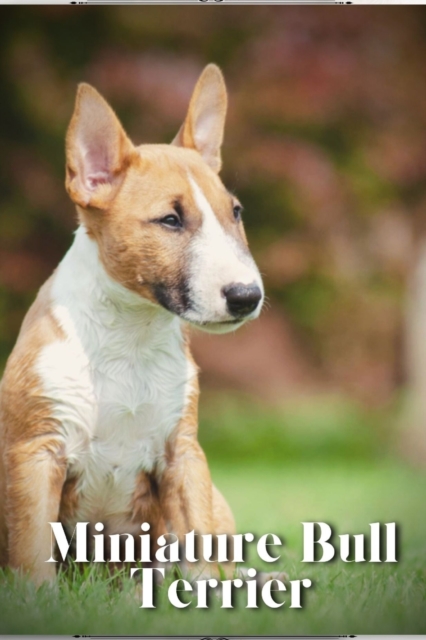 Miniature Bull Terrier