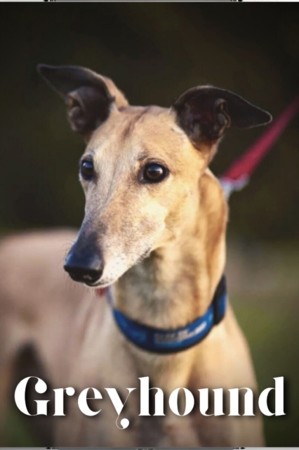 Greyhound