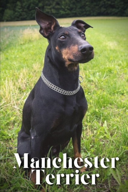Manchester Terrier