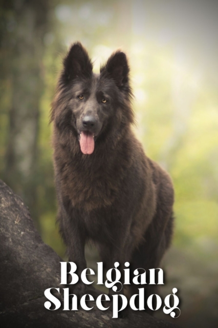 Belgian Sheepdog