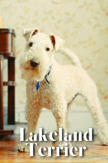 Lakeland Terrier