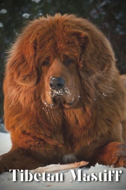 Tibetan Mastiff