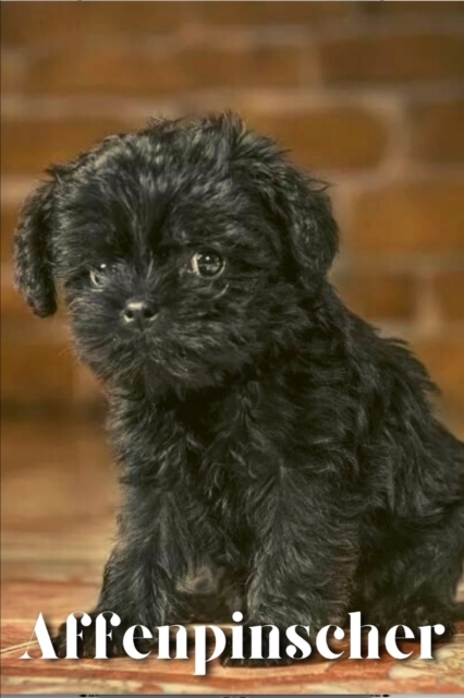 Affenpinscher