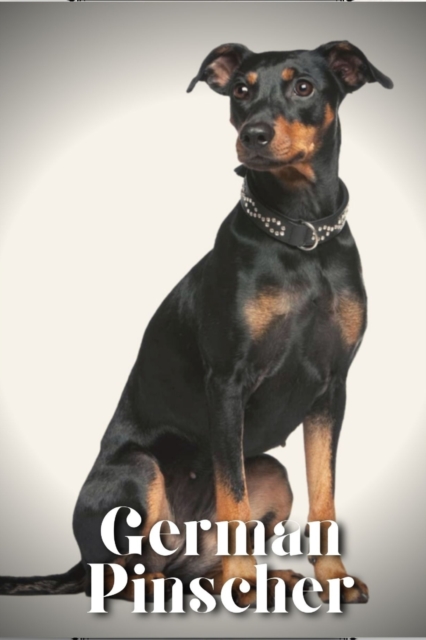 German Pinscher