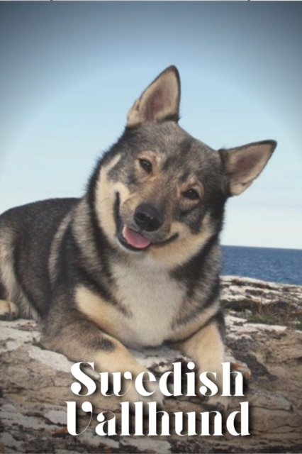 Swedish Vallhund