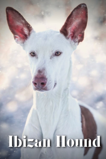 Ibizan Hound