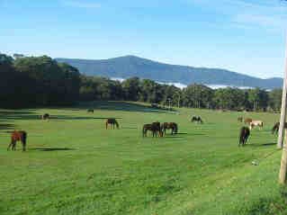 Man from Kangaroo Valley Trail Ride kangaroo valley