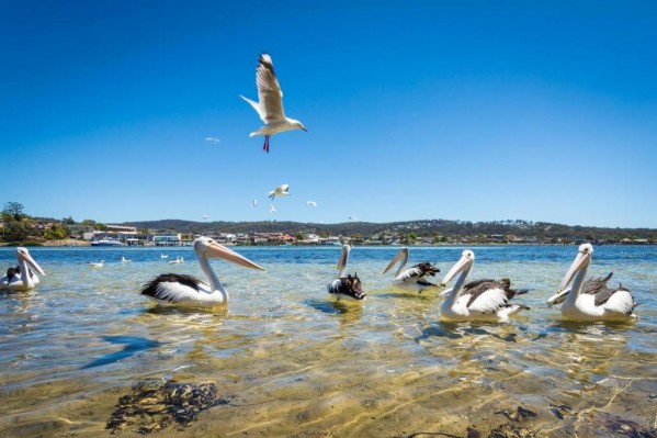 Cetacea Apartments merimbula