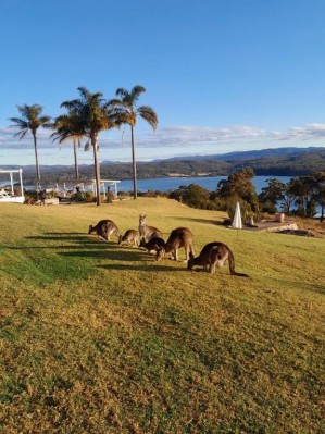 Norfolk Pines Motel merimbula