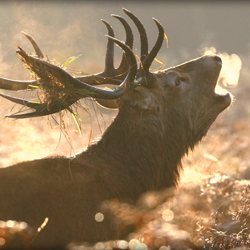 Deer Safari on Exmoor | An Adventure at Dusk