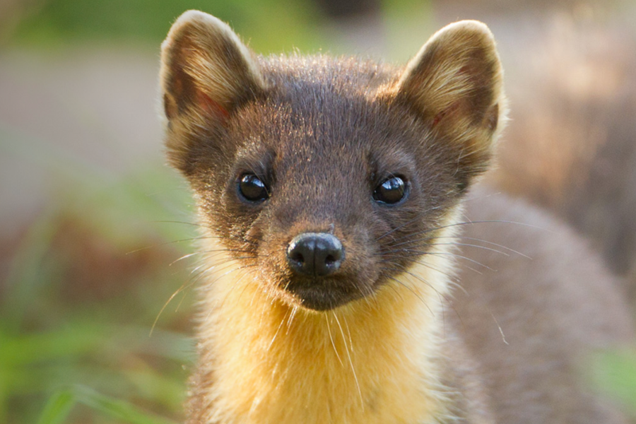 Conservation team monitoring pine martens in acclimatisation pens before release on Exmoor