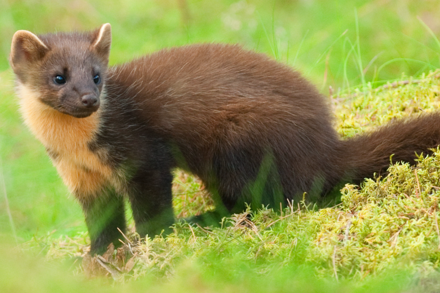 Pine martens released on Exmoor National Park in September 2025 conservation project