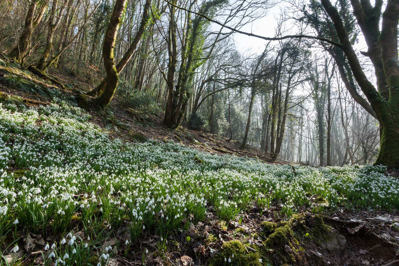 Snowdrop Valley: Exmoor’s Stunning February Display
