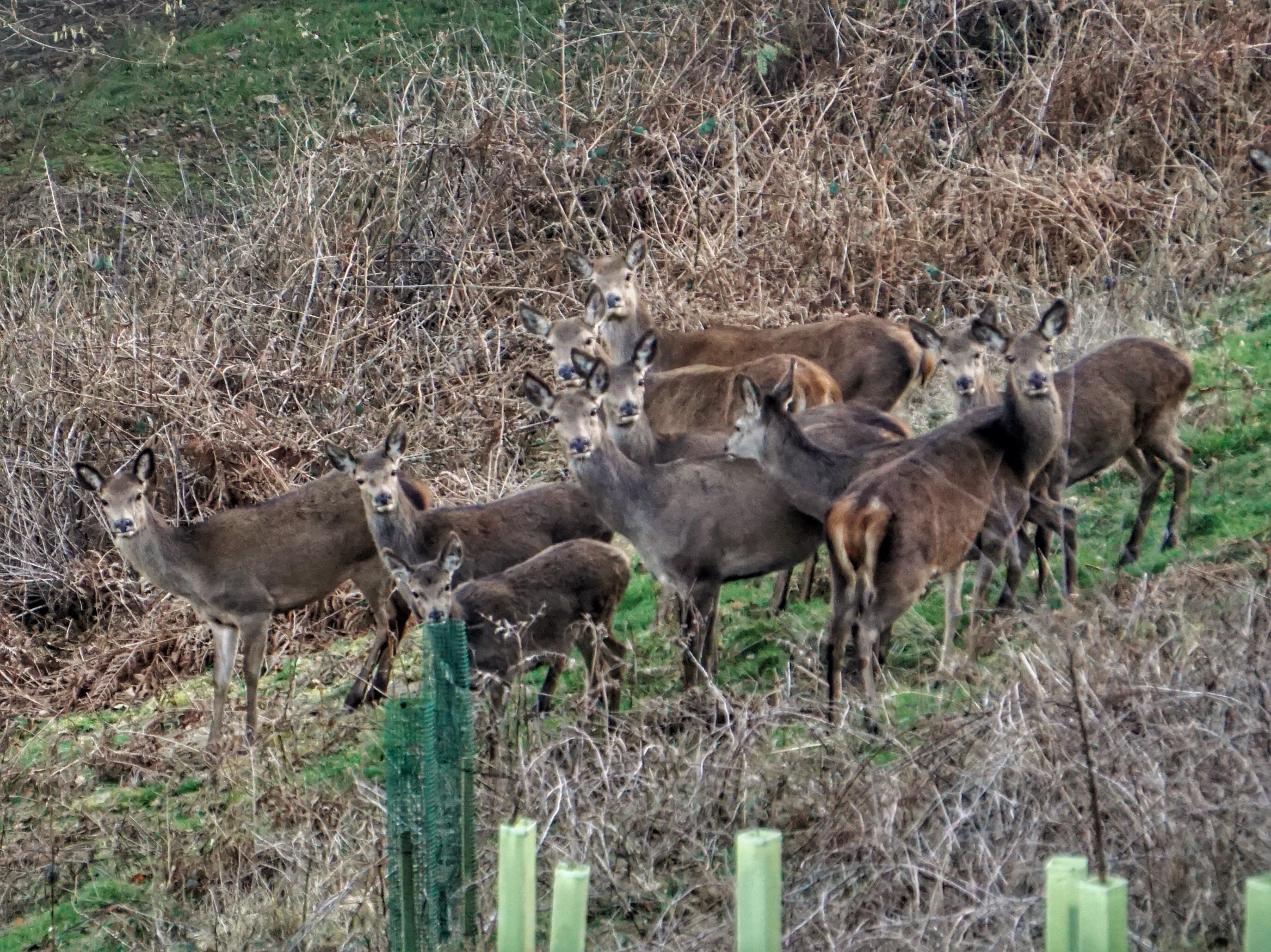 Deer spotting in the forest
