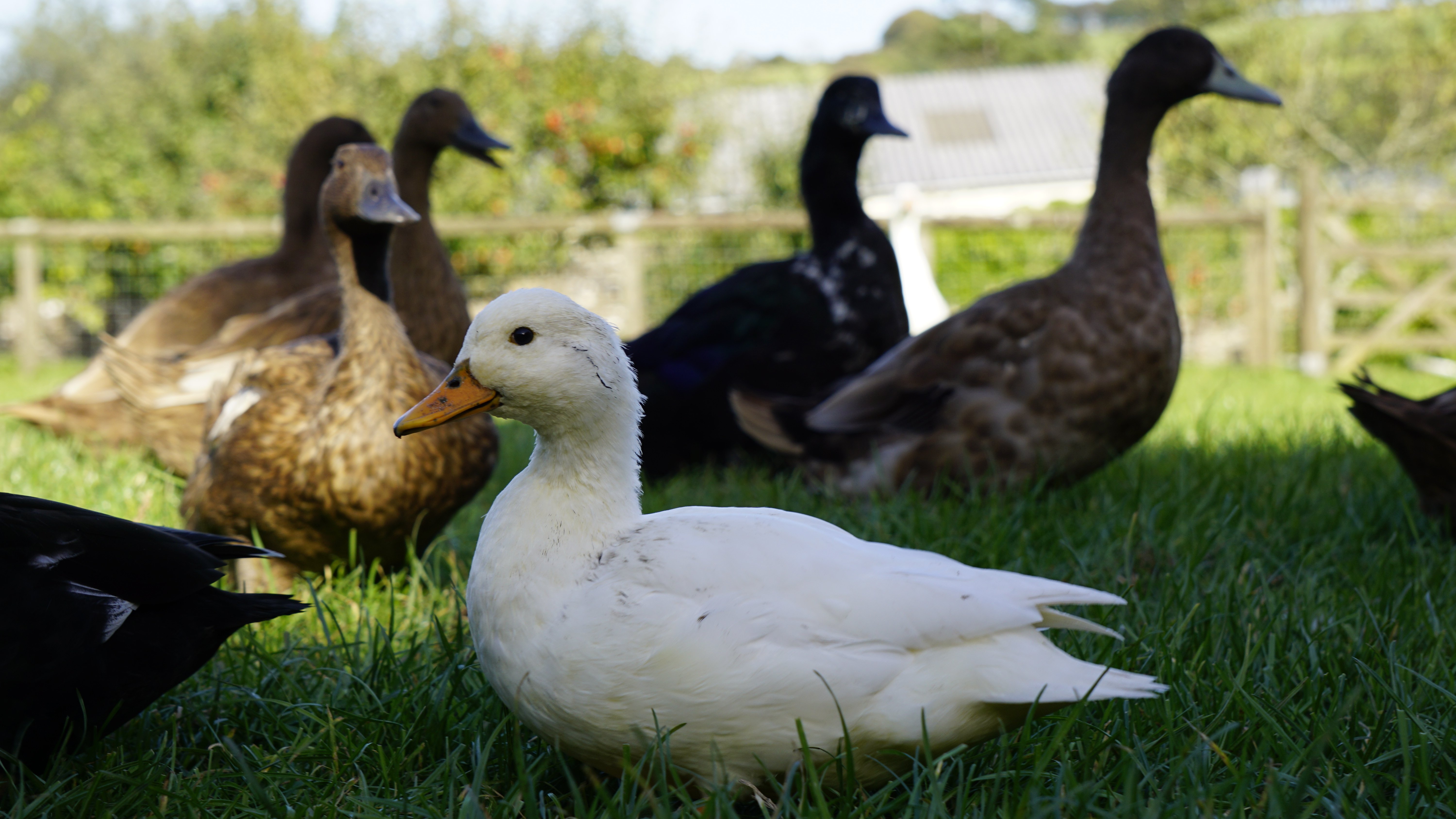 Ducks and Chickens at Little Bray can be fed by children