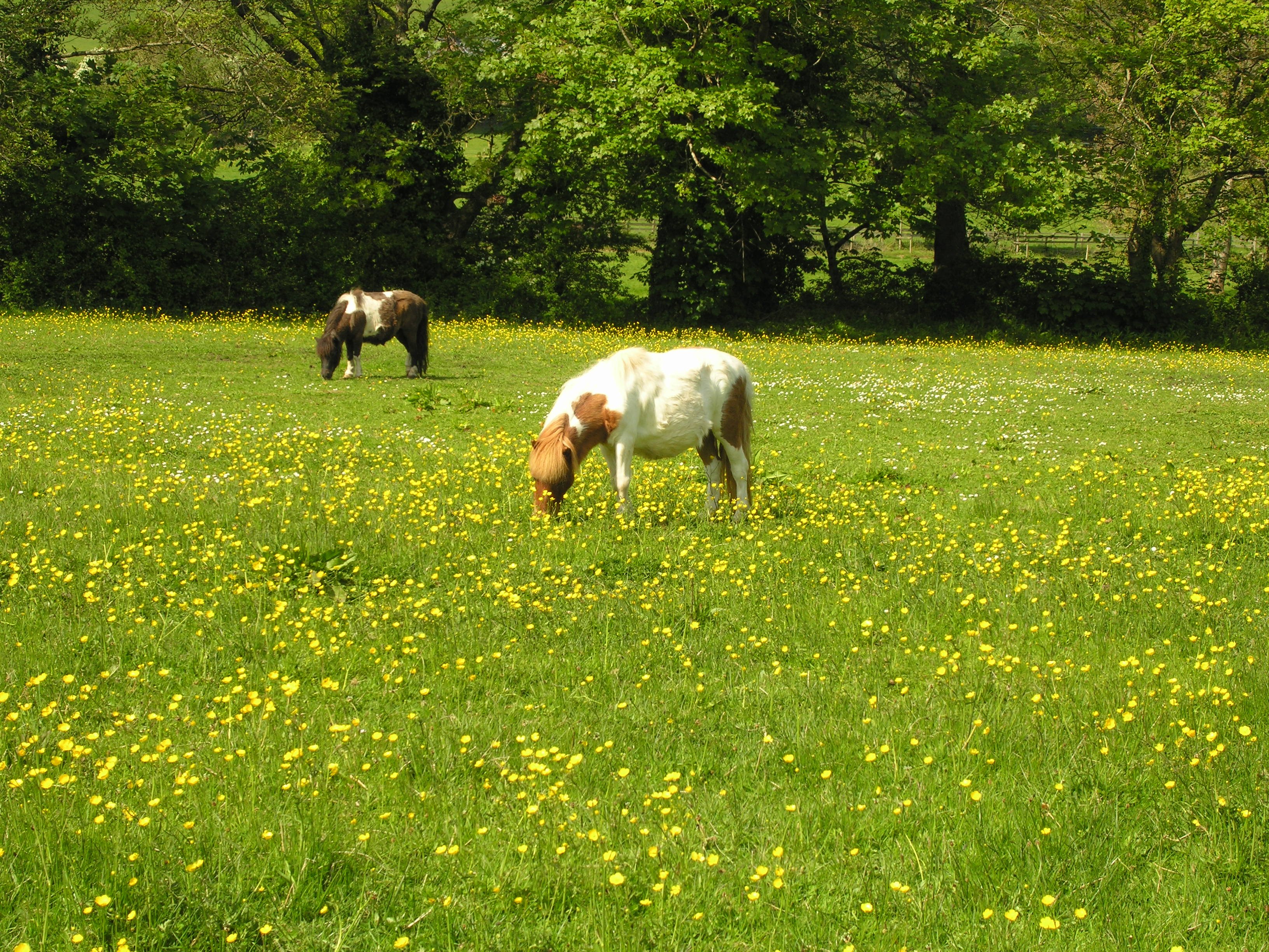 The Shetland Ponies, Freddie & Phoenix
