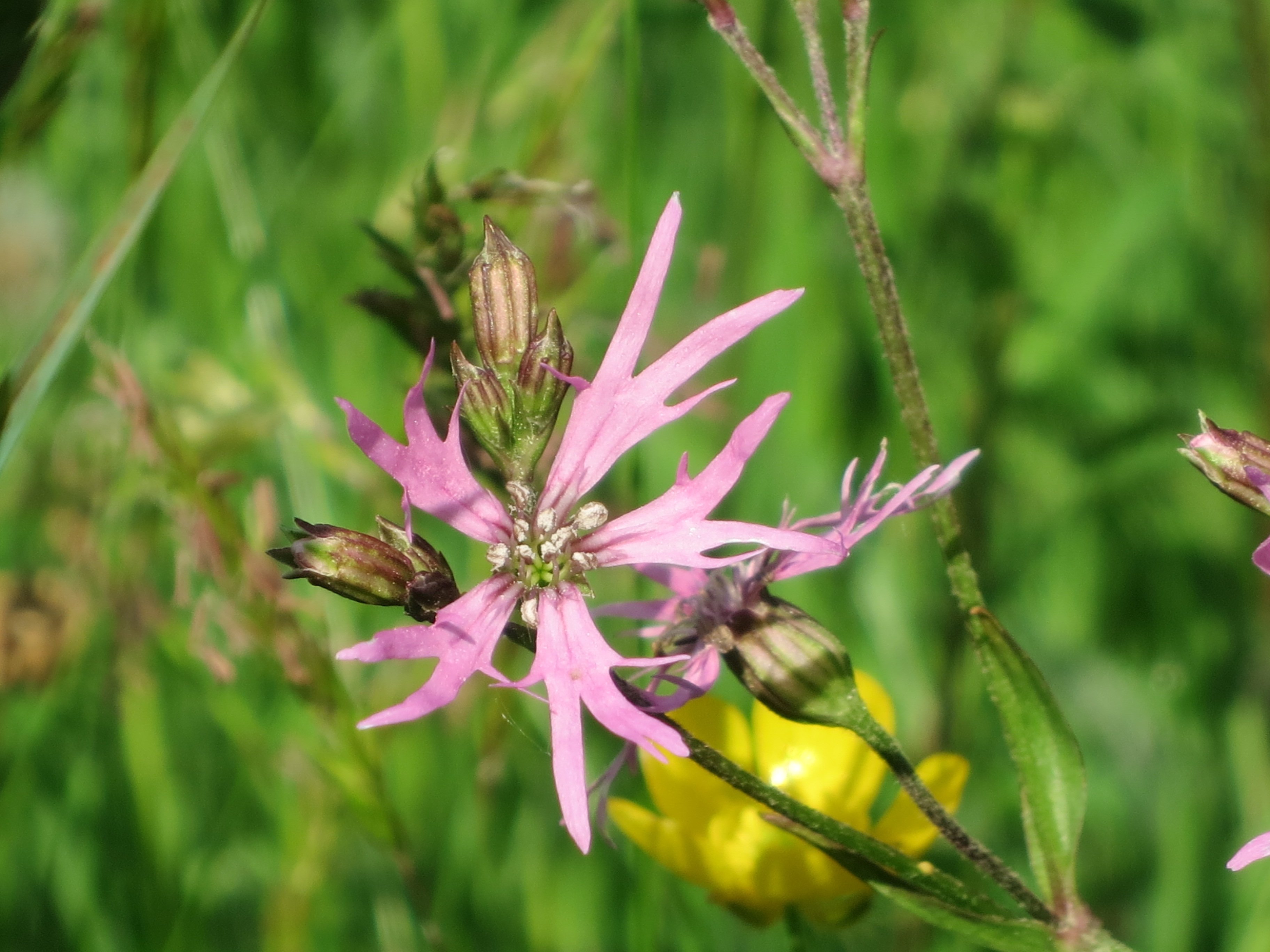 summer wild flowers - ragged robin