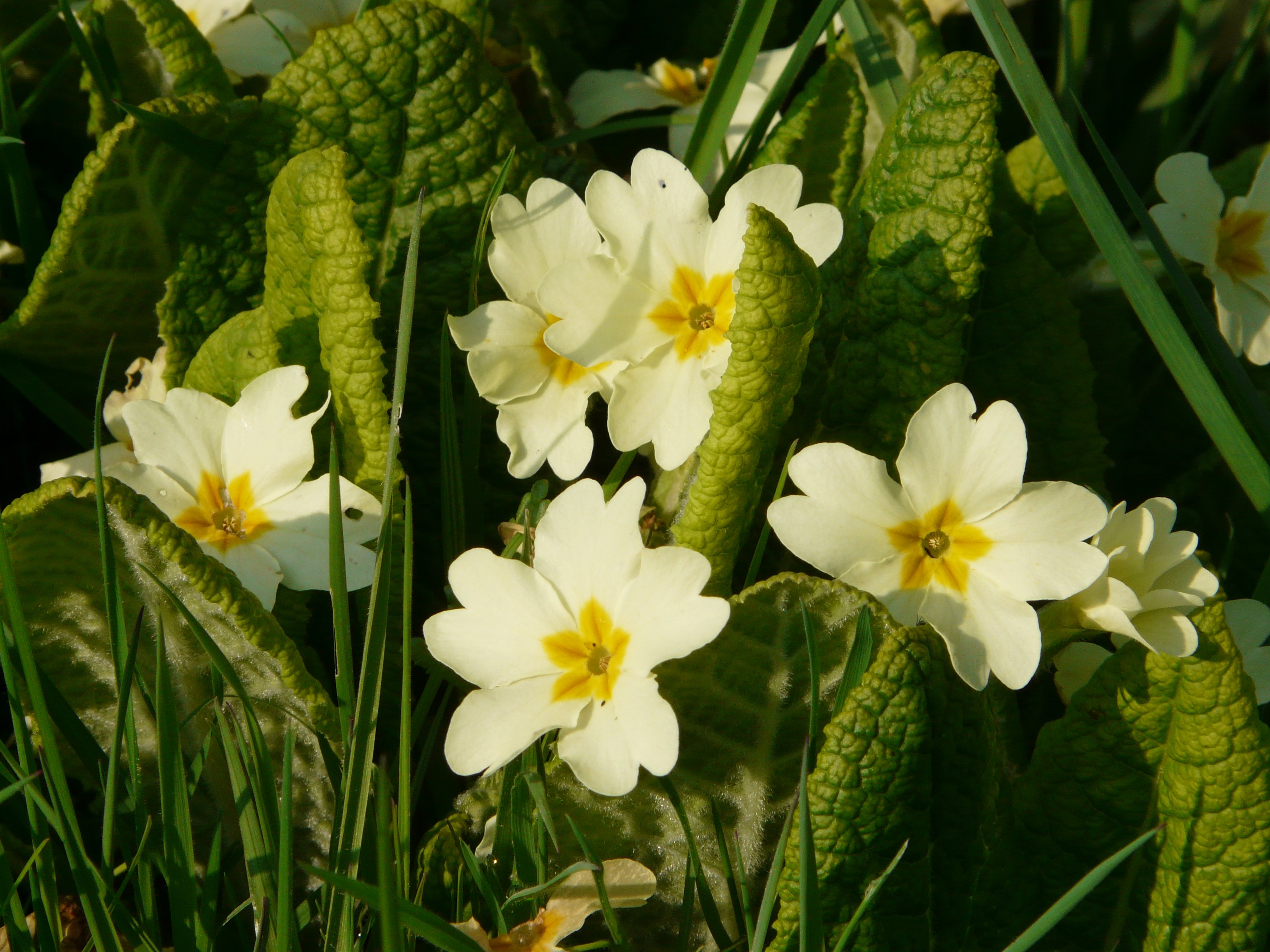 spring in the wildflower meadow