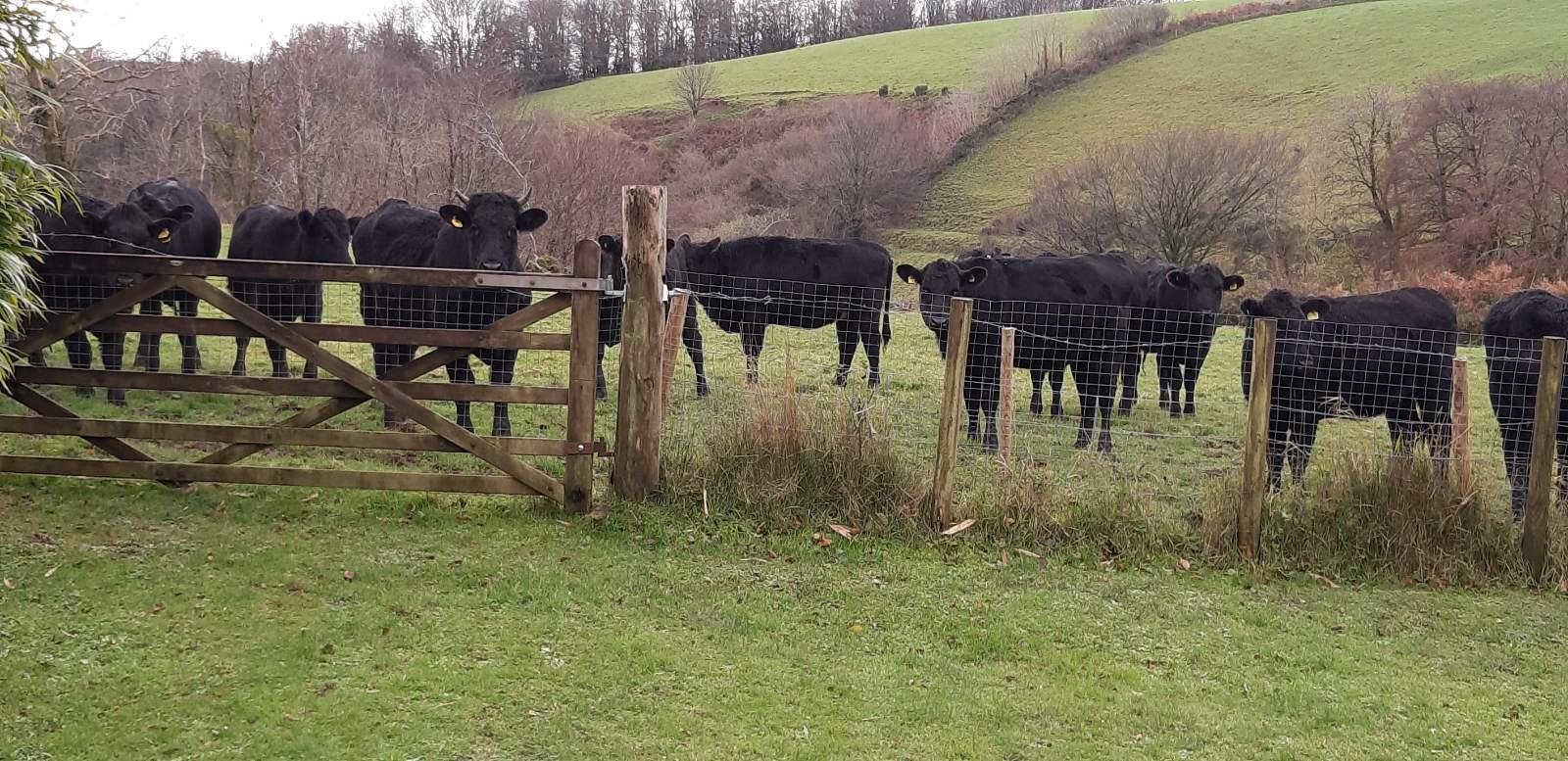 Heifers at the gate