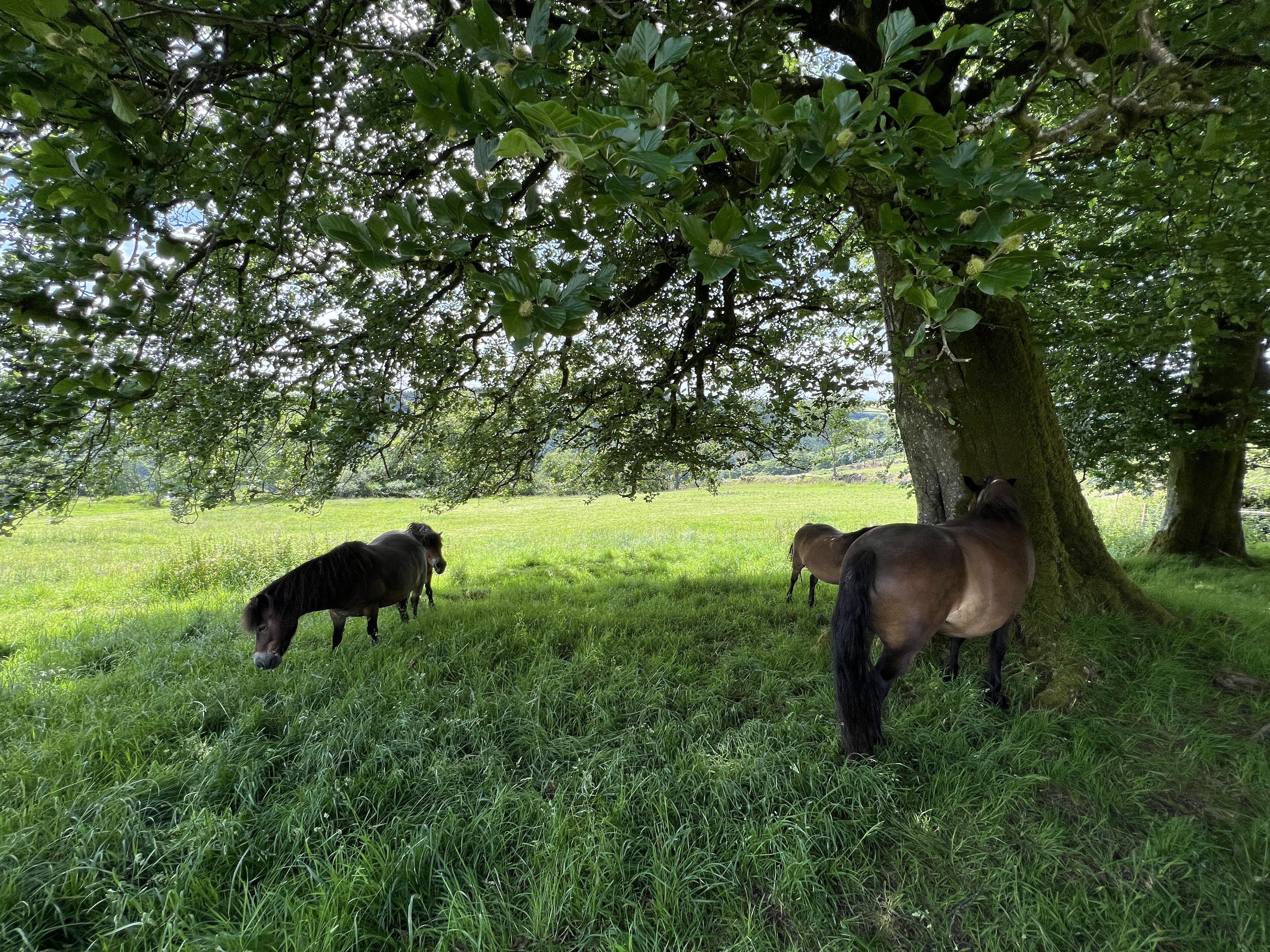 Exmoor ponies in field opposite Byre Cottage