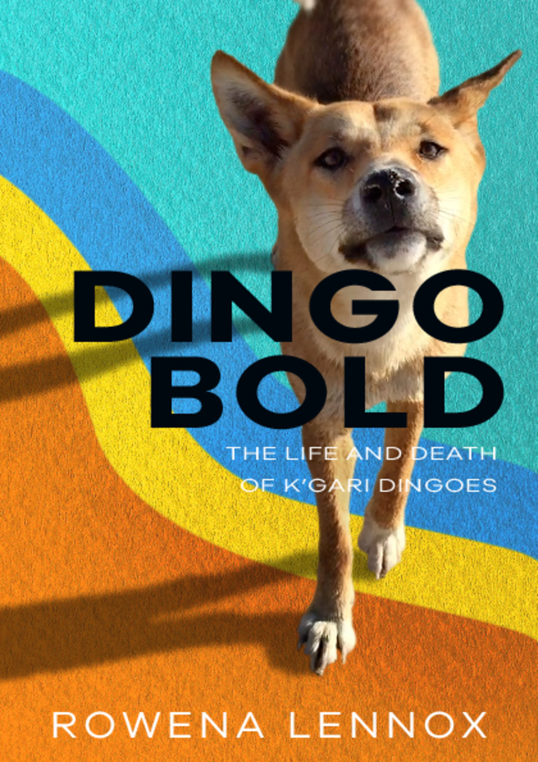 Dingo Bold: The Life and Death of K’gari Dingoes Dingo Bold: The Life and Death of K’gari Dingoes