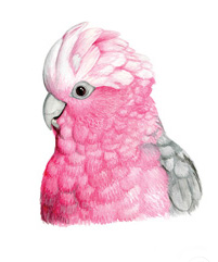 A watercolour painting of a galah